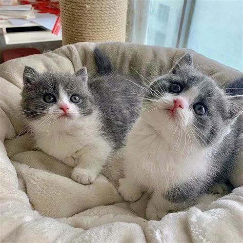 我们家的英短蓝猫两个月大的Shery.聪明伶俐图片