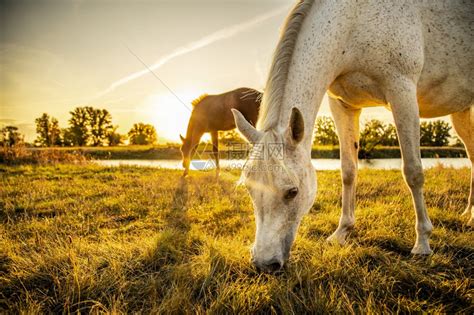 美丽的白天日出时在牧草地上吃的母马棕褐花和白小景观高清图片下载-正版图片307747422-摄图网