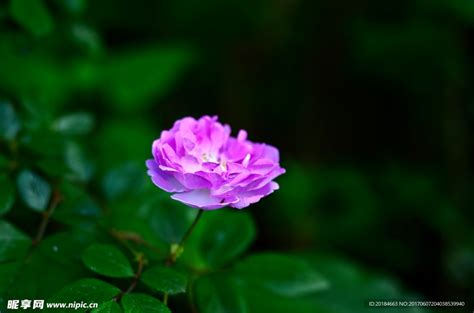 野玫瑰丛盛开的红玫瑰高清图片下载-正版图片503798146-摄图网