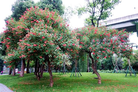 四季花木观赏指南-（鸡冠刺桐） - 观花指南 - 成都市植物园|成都植物园