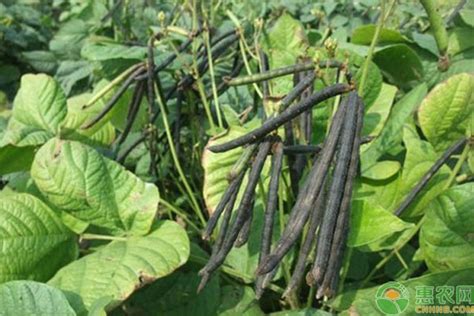 绿豆种植方法及时间-农技学堂 - 惠农网