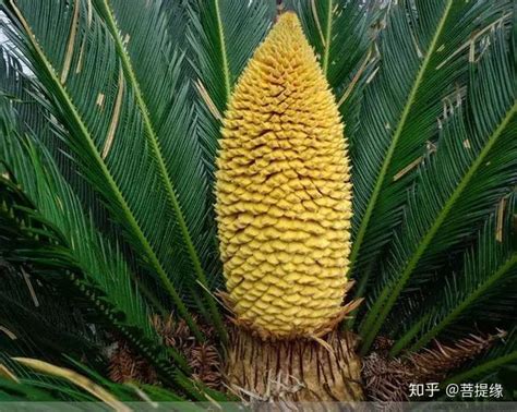 铁树开花图片