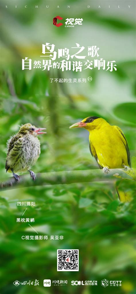 C视觉·了不起的生灵㉔丨鸟鸣之歌 自然界的和谐交响乐 - 川观新闻
