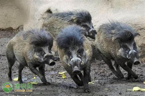 野猪-罗浮山野生动植物-图片