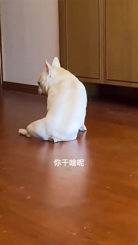 二狗子图片