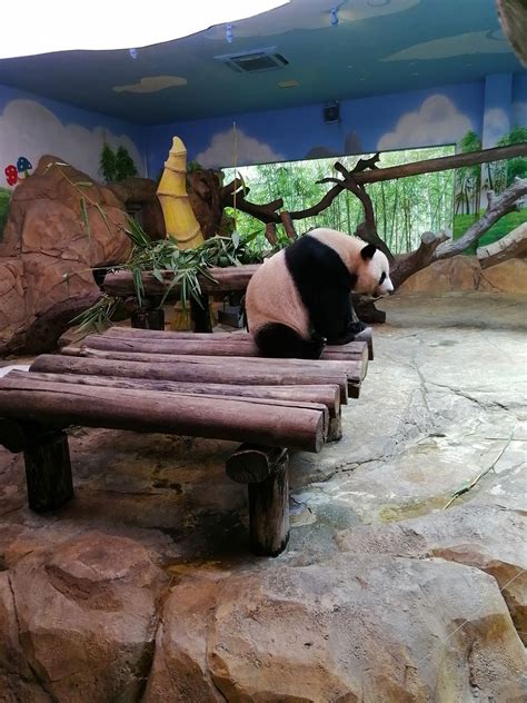 成都野生动物园的大熊猫高清图片下载-正版图片507374206-摄图网