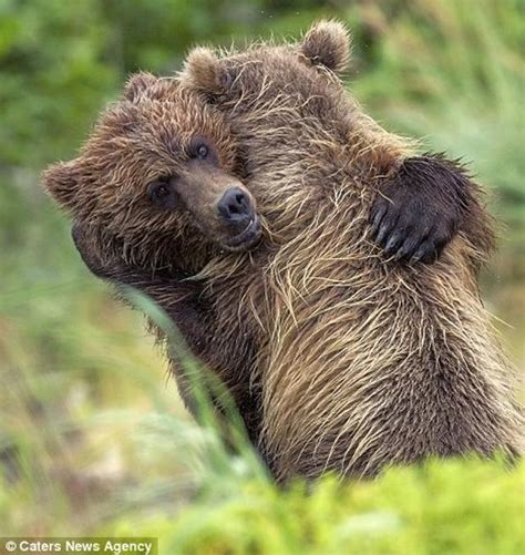 拿相机拍照的熊矢量图片(图片ID:1084930)_-陆地动物-生物世界-矢量素材_ 素材宝 scbao.com