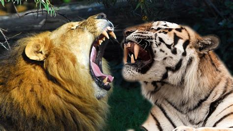 老虎比狮子好看,狮子和老虎谁的颜值高,老虎颜值为何这么高_大山谷图库