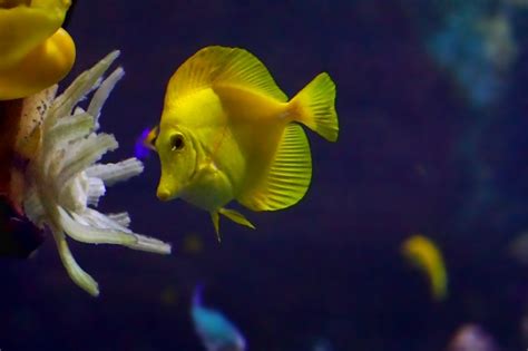 五颜六色的鱼在珊瑚礁中游泳高清图片下载-正版图片501463532-摄图网