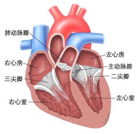 一次心跳包括了心脏的收缩和舒张过程．当心房收缩时.血液由心房进入哪里?( ) A.主动脉B.肺部C.全身各处D.心室 题目和参考答案——青夏 ...