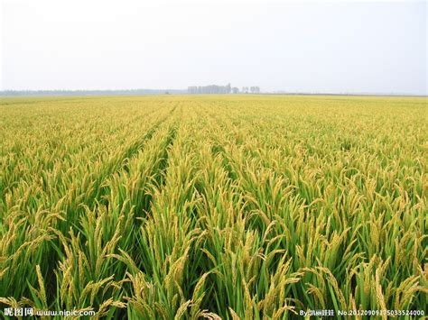 东北水稻的亩产量 - 农敢网