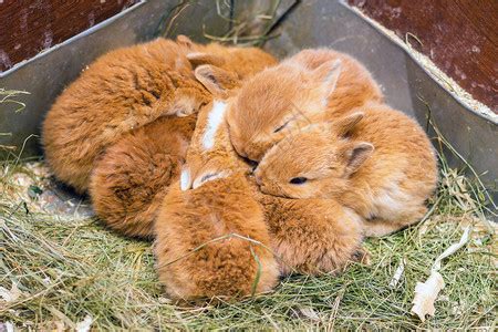 农场笼子里的兔子高清图片下载-正版图片502960171-摄图网