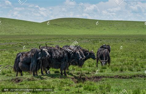 新疆昆仑山海拔3000米处牛羊满山坡|昆仑山|袁晶|海拔_新浪新闻