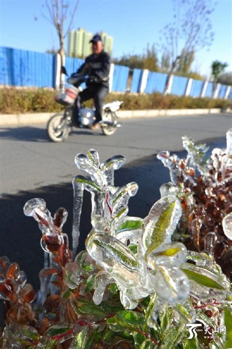 新疆哈密市秋日冰挂满枝头|新疆|冷空气_凤凰资讯