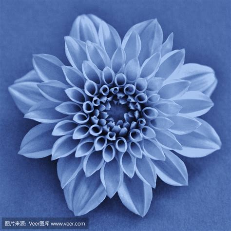大丽花美丽的梦幻宏黑暗艺术喜怒无常的花卉采用2020年经典蓝色调自然生态高清图片下载-正版图片504440244-摄图网