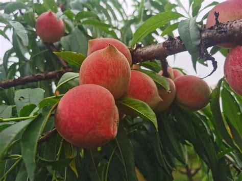 国内罕有的南山甜桃，千亩桃园18日闪亮登场！