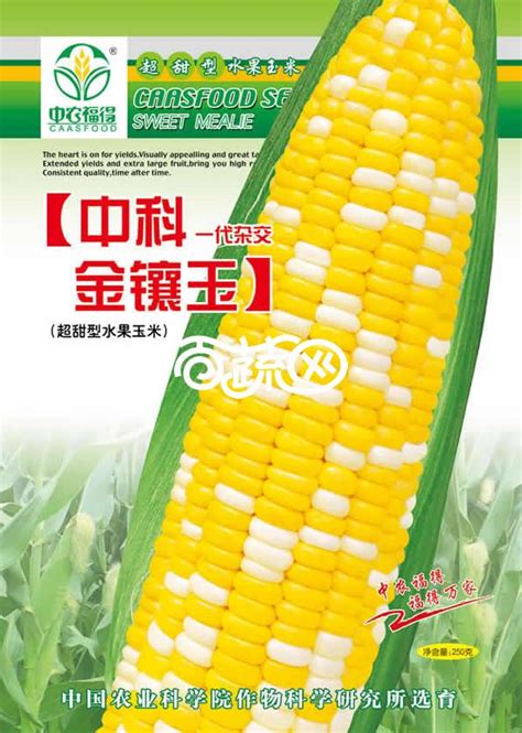 吉农玉719玉米种子特征特性，附简介-农百科