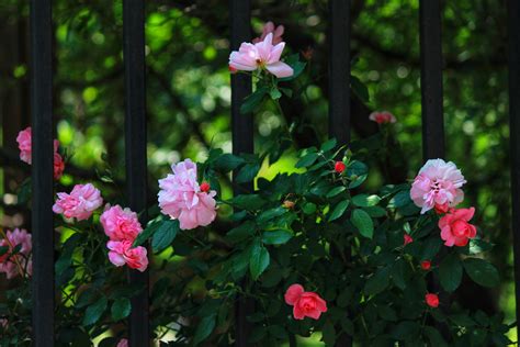 院子里种蔷薇花风水有影响吗？-绿宝园林网