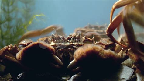 欧洲梭子蟹苏格兰天鹅绒蟹，肉质鲜嫩媲美中国大闸蟹_凤凰网视频_凤凰网