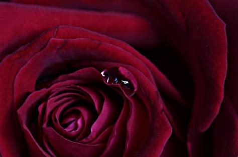 玫瑰花图片高级质感,高级感玫瑰花束图片,高档的红玫瑰花图片_大山谷图库