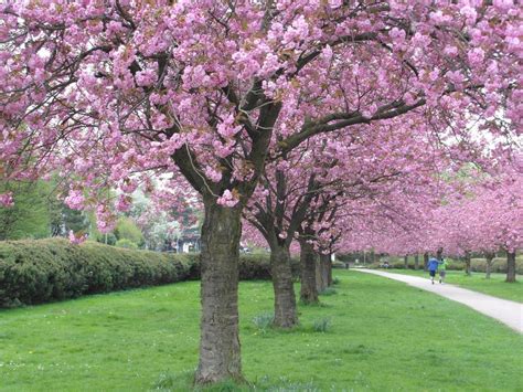 公园春天的樱花林图片 - 免费可商用图片 - CC0素材网
