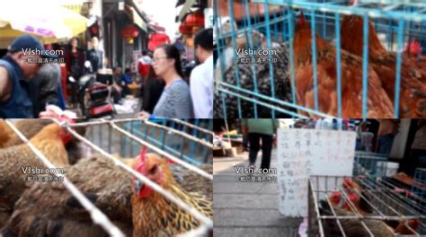 菜市场卖鸡02（共2篇）_视频素材包下载_编号:1162729_光厂(VJ师网) www.vjshi.com