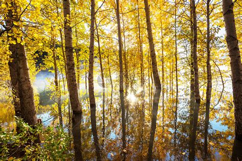 五彩缤纷的阳光森林景象秋天的季节与黄色的树木晴朗的日子高清图片下载-正版图片300041310-摄图网