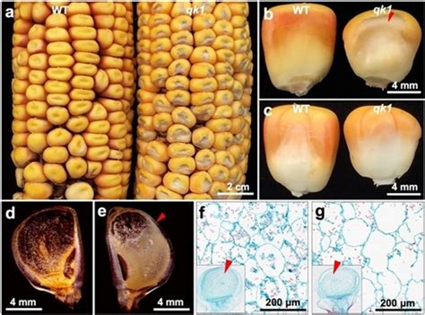 黄金组合深挖玉米新基因助力种质改良—新闻—科学网