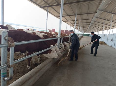 牛羊产业让乡村振兴更有“牛劲”-宁夏新闻网