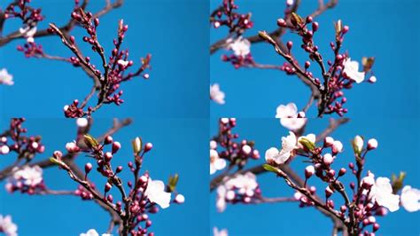 红掌开花过程花开延时4k60帧_3840X2160_高清视频素材下载(编号:24633476)_实拍视频_光厂(VJ师网) www.vjshi.com