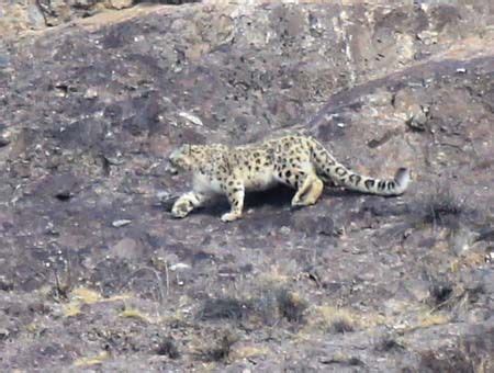 祁连山东段出现雪豹，母豹抓岩羊训练幼崽捕食，哪知小豹把它放走