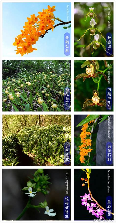 国家保护植物兰花品种 我国野生兰花保护植物名录-养花技巧-江苏长景园林