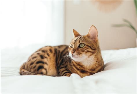 斯努普·多格 的图像结果