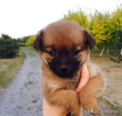 神兽麒麟原型，高贵的中国名犬北京犬 - 知乎