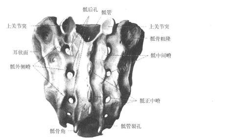 2. 男性骨盆(后面观)-盆髋部应用解剖-医学