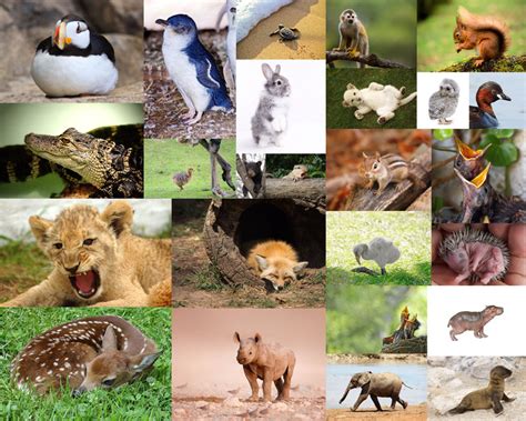各种动物拍摄摄影高清图片 - 爱图网