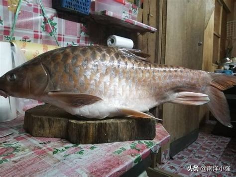 解密全世界最好吃的淡水鱼，马来西亚的“忘不了”_地方