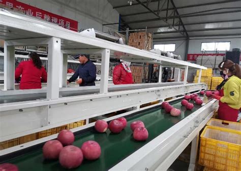 黄土高原上的芳香“玫瑰”：富县有机苹果走出产业发展新路径 - 长江商报官方网站