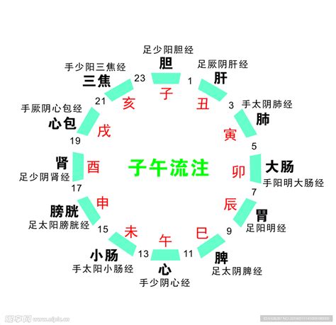 子午流注图图片