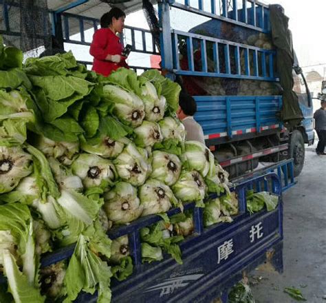 大白菜价格近期波动频繁 - 蔬菜行情 - 绿果网