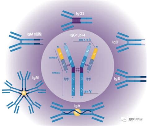 抗体的结构详解_化工仪器网