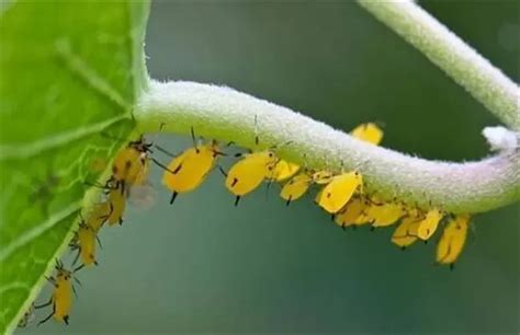 科学网—蚜虫or 花穗 - 张珑的博文