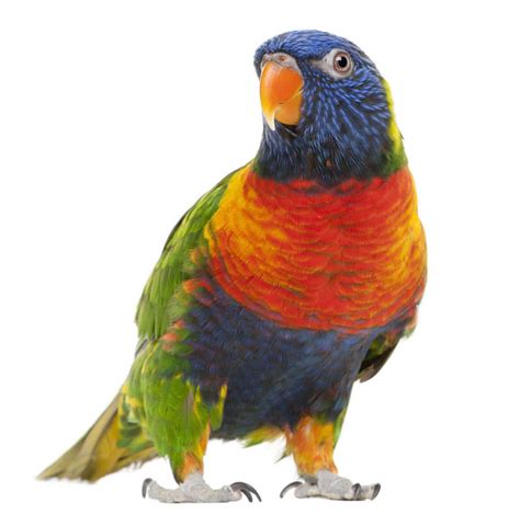 鹦鹉图片-白色背景下的彩虹吸蜜鹦鹉素材-高清图片-摄影照片-寻图免费打包下载
