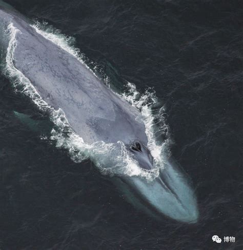 蓝鲸体长可达30米，体重能超过100吨，地球生命的体型极限在哪？_科技 _ 文汇网