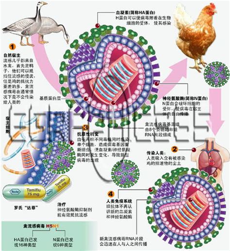 国内外多家媒体报道首例H3N8禽流感病例｜绿会国际讯- 中国生物多样性保护与绿色发展基金会