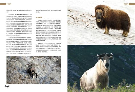 羊年说羊----中国科学院古脊椎动物与古人类研究所