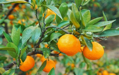柑橘种在“盆栽”里更香甜，这种栽培技术你知道吗？_穑夫邦
