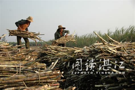 越南甘蔗收购价创历史新高 需要可持续措施 – 糖网