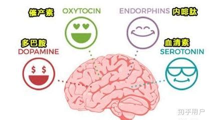 73中国传统文化——内啡肽与心学|多巴胺|内啡肽|快乐|分泌|学习|-健康界