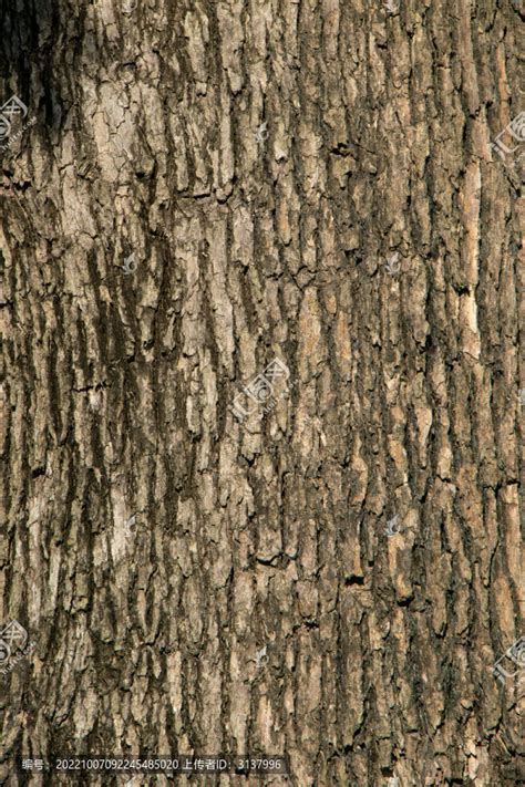 香樟树树皮纹理,树木,植物花草,摄影,汇图网www.huitu.com